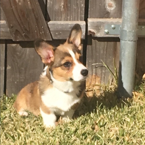 Meet your Posher, Grant - Picture 1 of 1